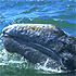 Flagship Cruises & Events attraction information
