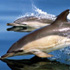 Newport Landing Sportfishing & Whale Watching attraction information