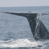 Dana Wharf Sportfishing & Whale Watching attraction information