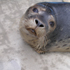 OC Wildlife & Beach Tour Inc. attraction information