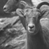 Elmwood Park Zoo attraction information