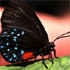 Calusa Nature Center and Planetarium attraction information