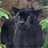 Jacksonville Zoo and Gardens attraction information