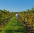 Sonoma Vineyard Walks attraction information