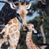 Natural Bridge Wildlife Ranch attraction information