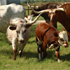 Beaumont Ranch attraction information