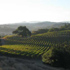 Windsor Oaks Vineyards and Winery attraction information