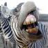 Out of Africa Wildlife Park attraction information