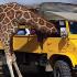 Out of Africa Wildlife Park attraction information