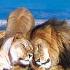 Out of Africa Wildlife Park attraction information