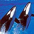 Gray Line San Diego Sightseeing & Tours attraction information